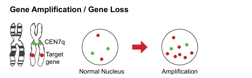 荧光原位杂交 (FISH)：技术应用与探针选择指南