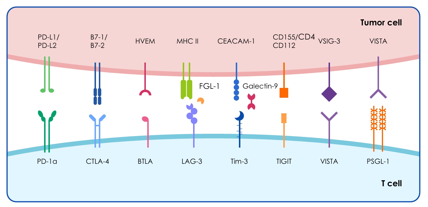 一文读懂免疫治疗生物试剂：肿瘤免疫研究的核心工具