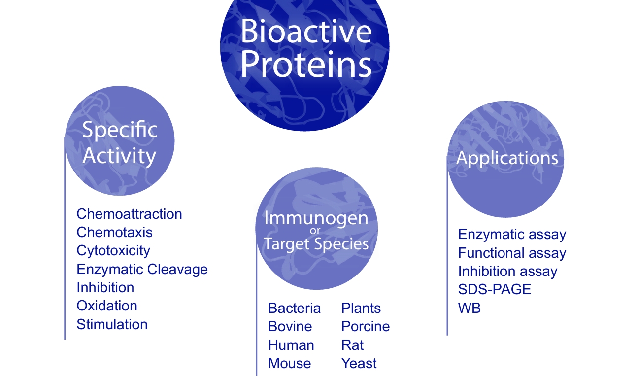 生物活性蛋白是什么？科研人必看的分类与应用指南