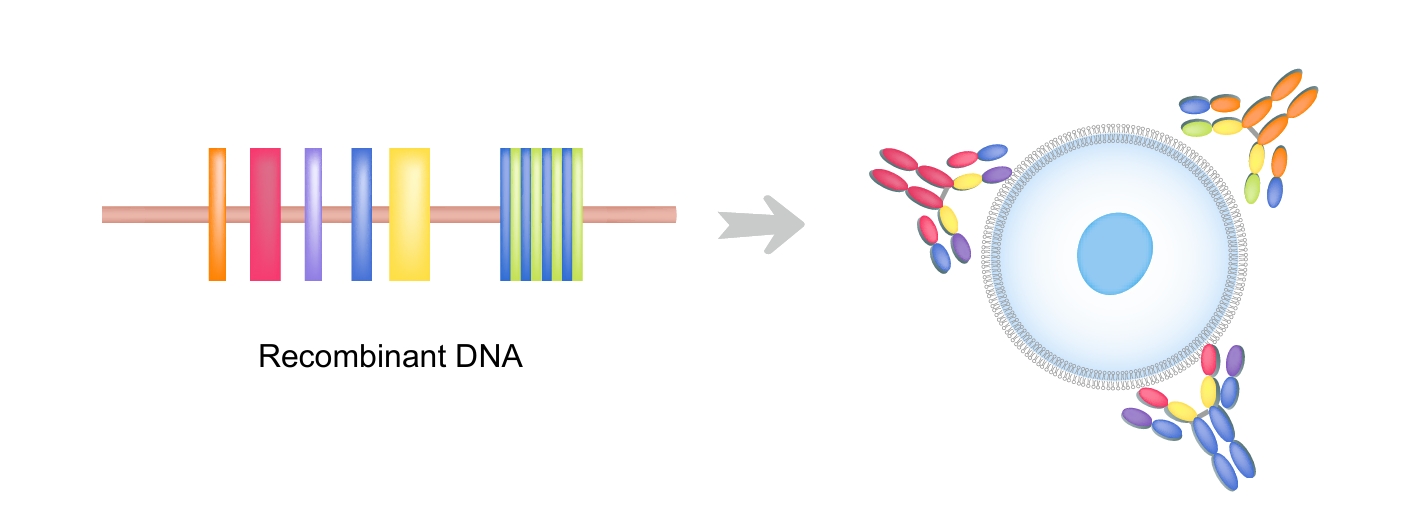 重组单克隆抗体：技术优势与科研应用指南