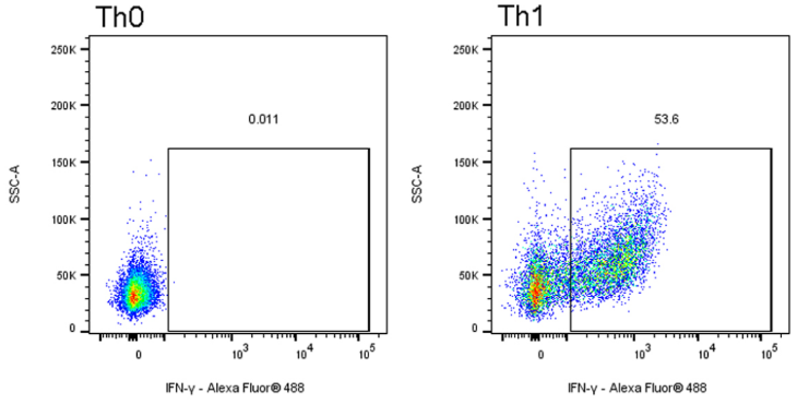 小鼠Th1极化套装技术原理与应用