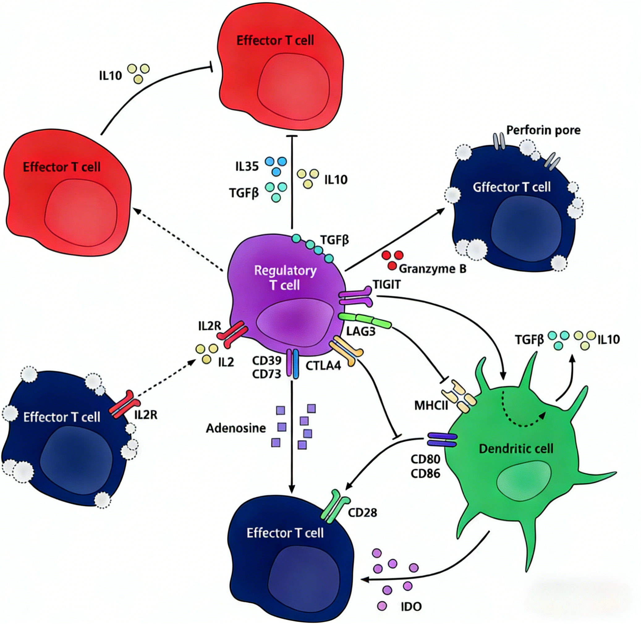 小鼠Treg极化套装技术原理与应用