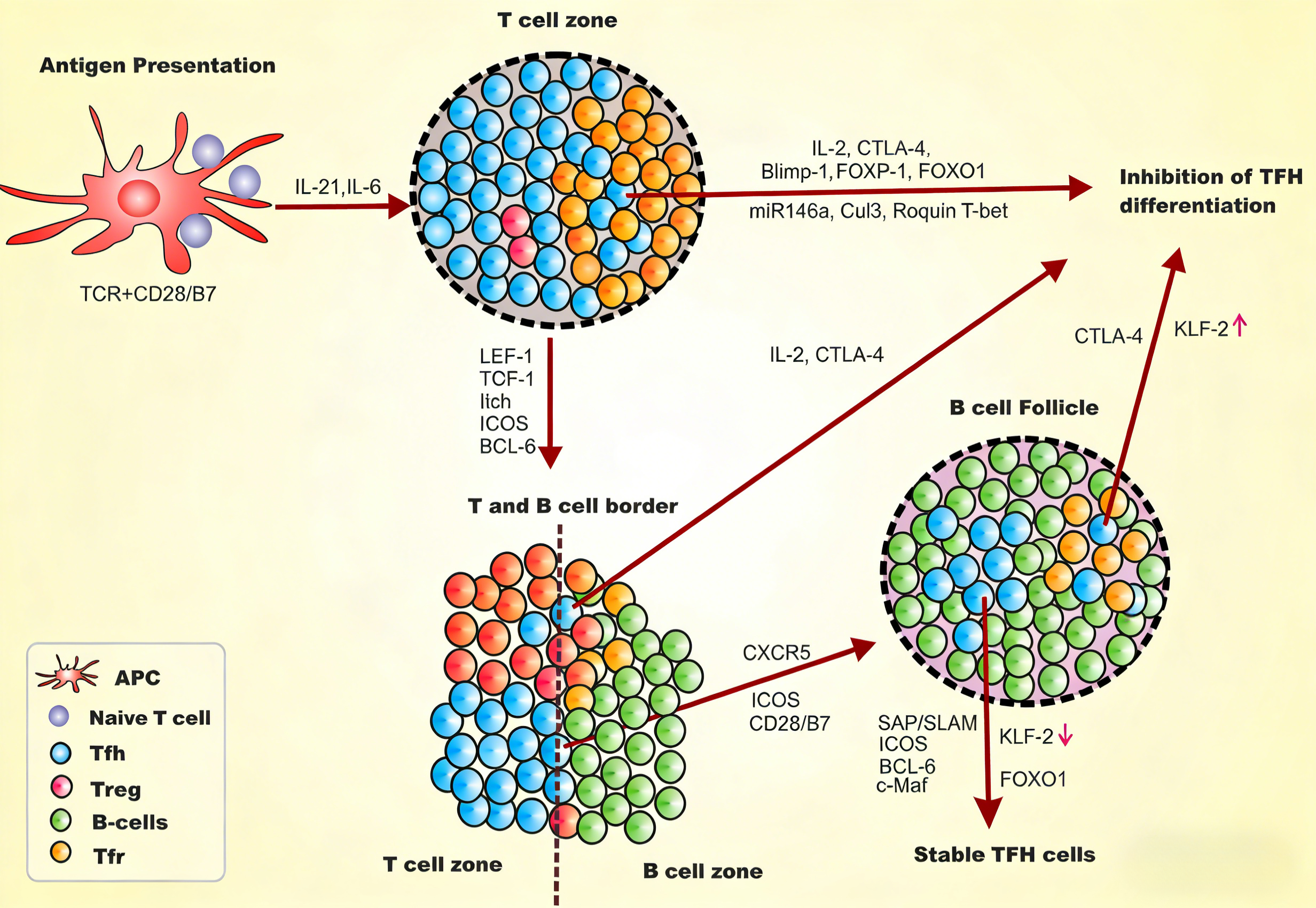 小鼠Tfh极化套装技术原理与应用