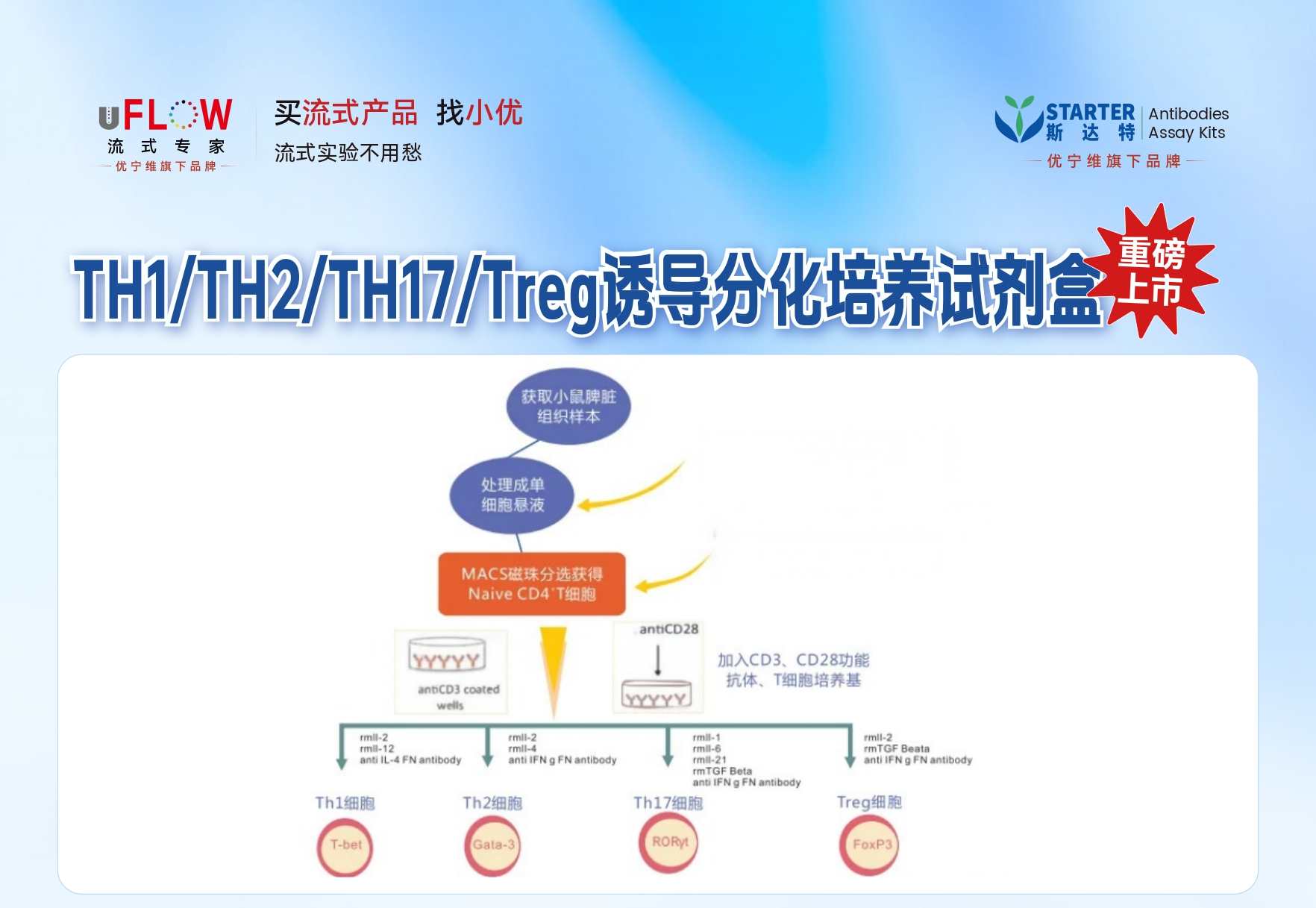 T 细胞分选 + 极化 + 流式鉴定 一站式方案来袭！实验难题全解决