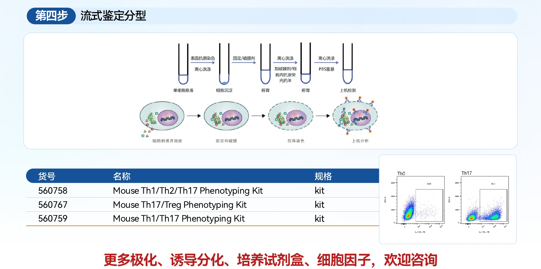 流式鉴定分型：T 细胞亚群精准解析的核心步骤