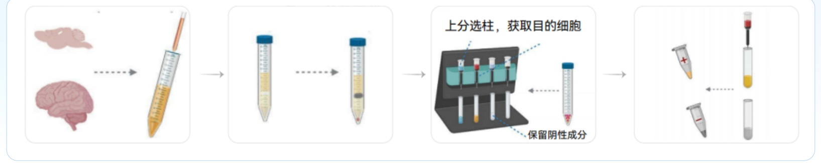 T 细胞分选：高纯度 Naive T 细胞获取技术指南