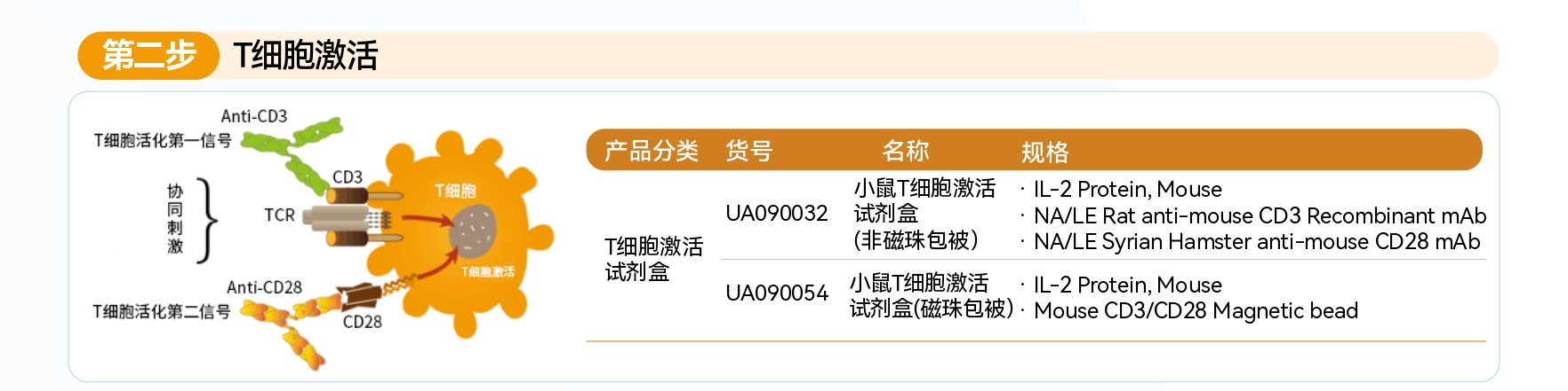 T 细胞激活：免疫研究的核心步骤