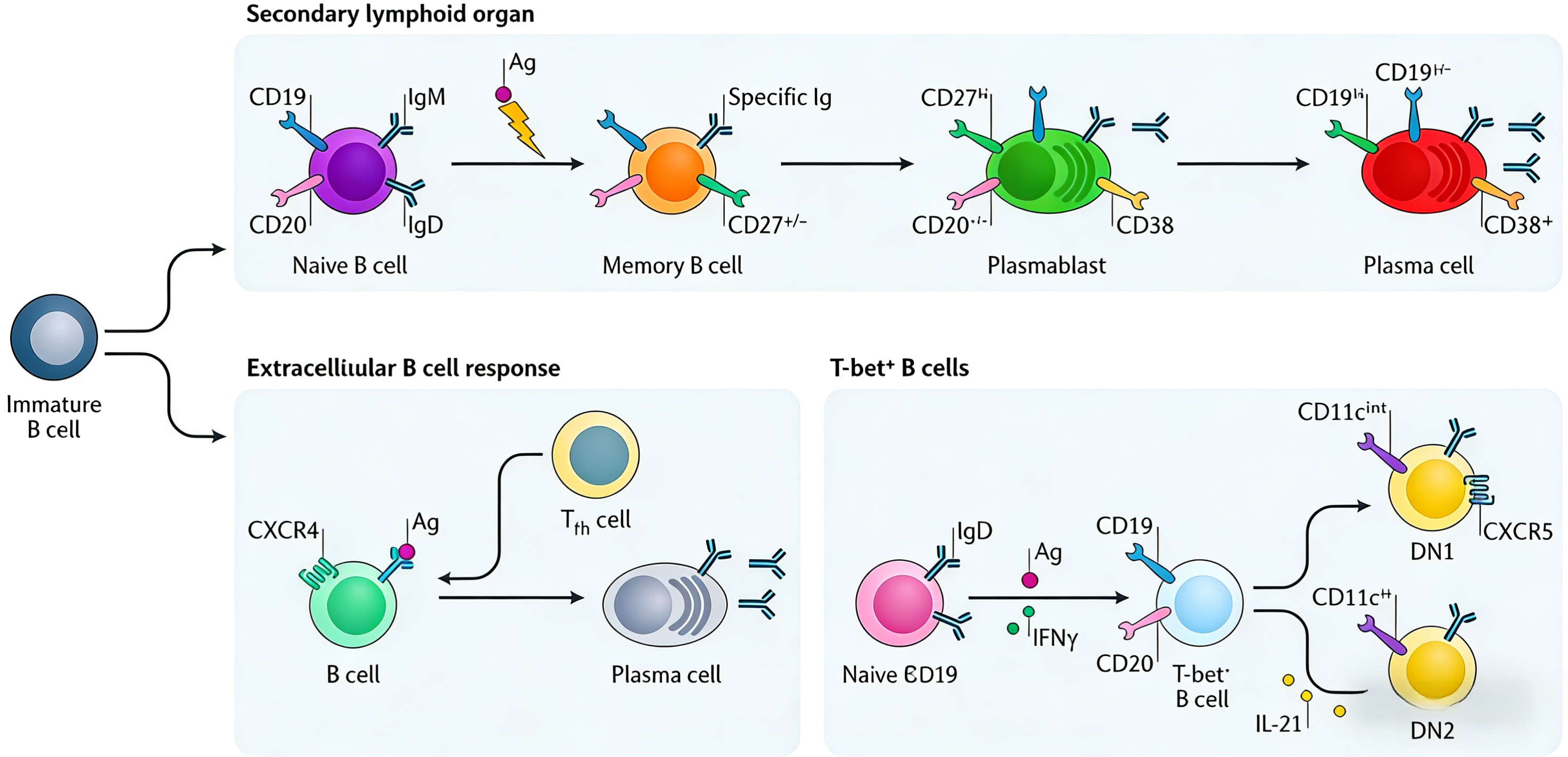 人B细胞极化细胞因子套装技术原理与应用