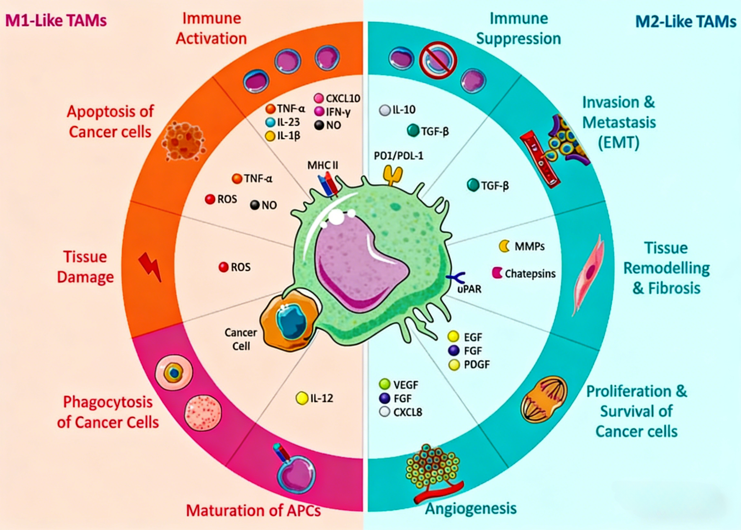 巨噬细胞极化及其在肿瘤微环境中的作用研究