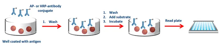 四大 ELISA 类型：如何精准选择？