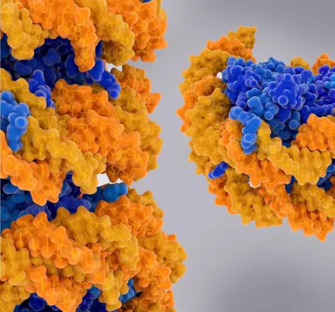 染色质重塑酶：基因表达的动态开关