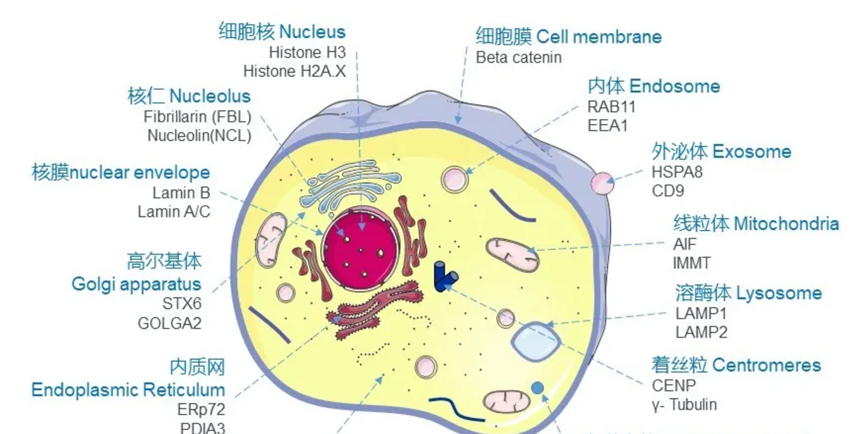 细胞器标记面板：精准定位亚细胞结构