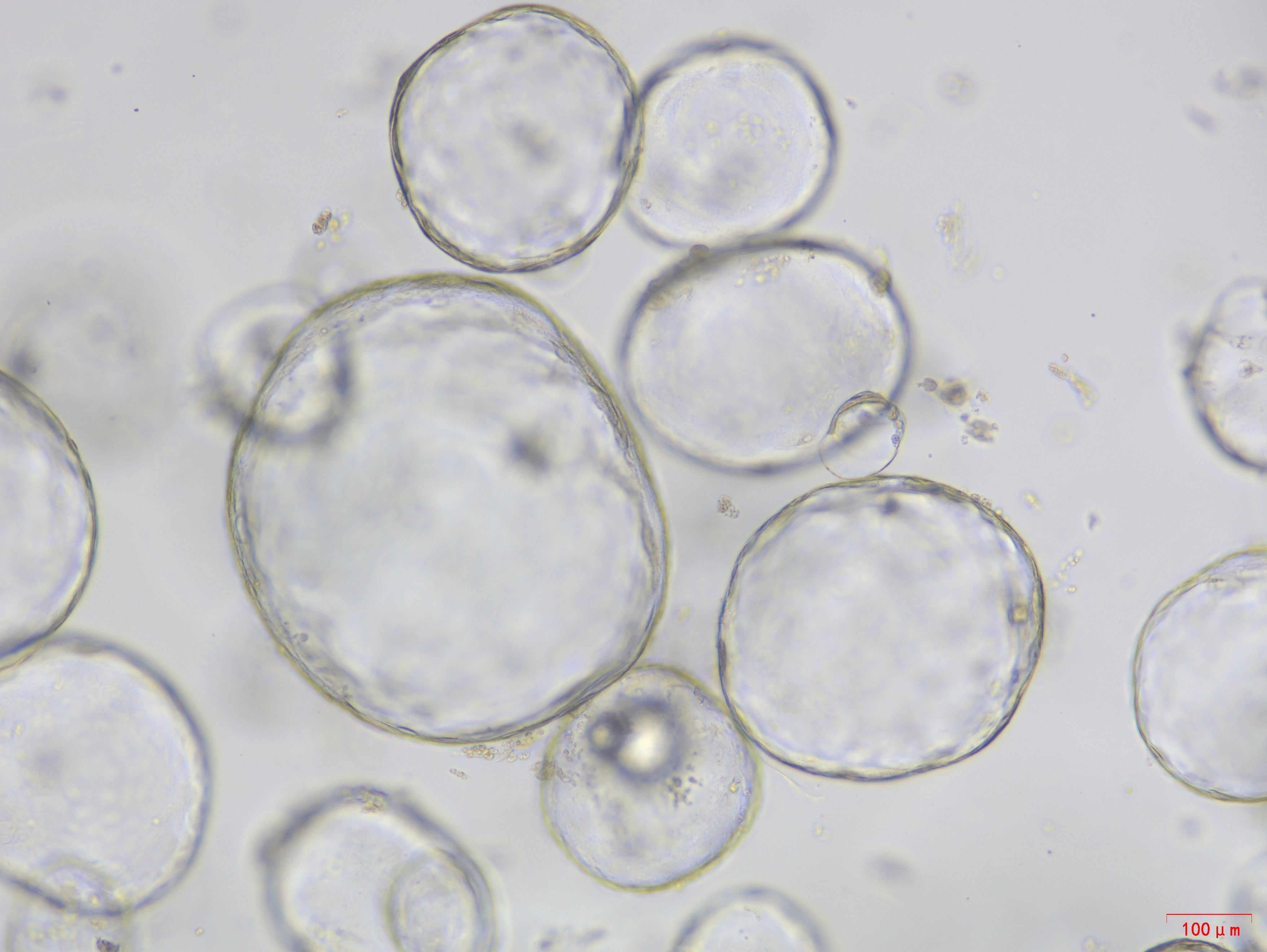 小鼠胆管类器官扩增细胞因子套装在胆管修复研究中的应用