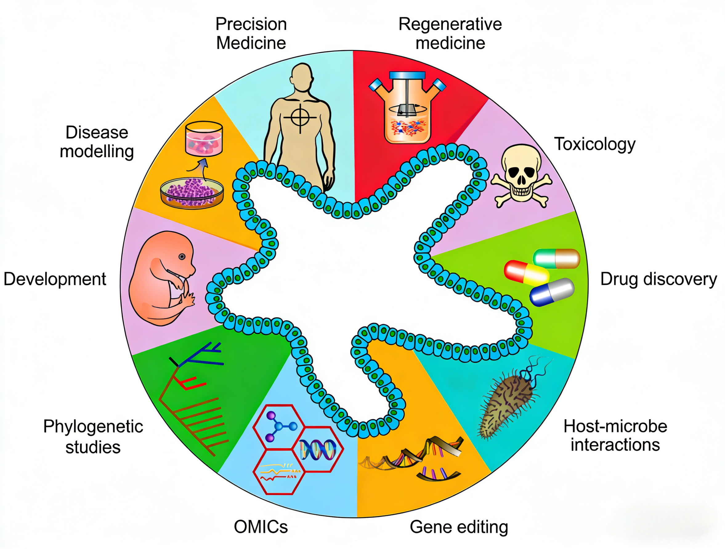 小鼠正常小肠类器官细胞因子套装在克罗恩病机制研究中的应用