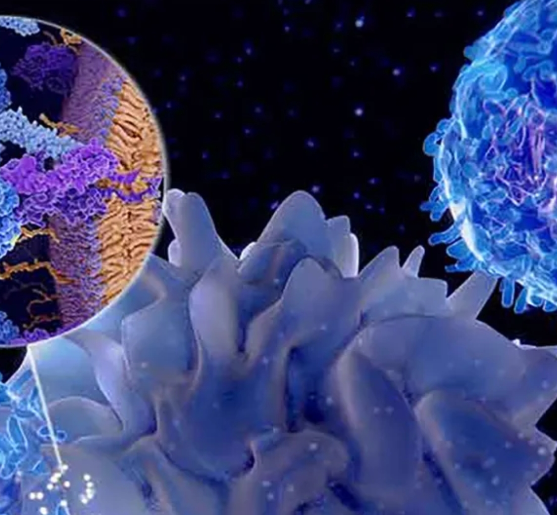 Th1/Th2 细胞：分化、功能与研究要点