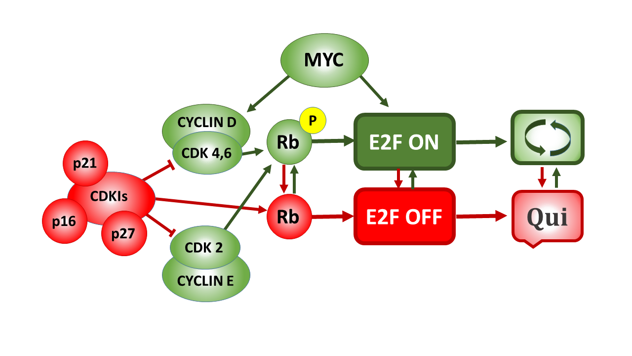 Rb-E2F 开关：细胞静止与增殖的核心调控