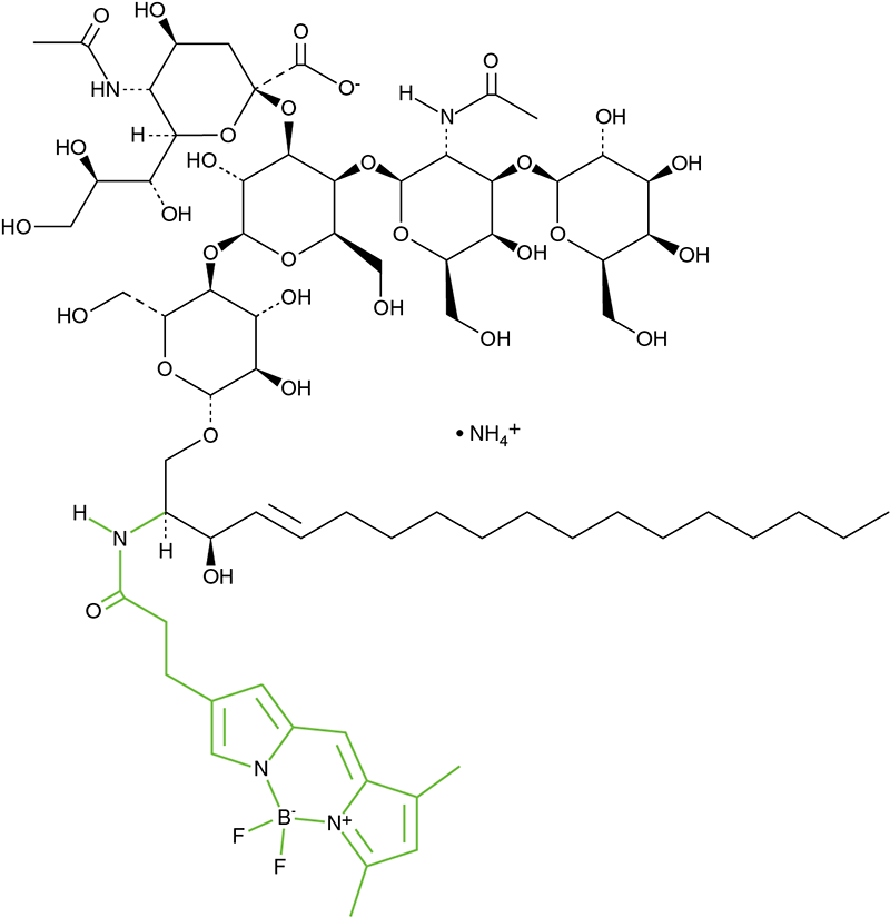 荧光标记 GM1:神经节苷脂示踪技术 荧光标记 GM1:神经节苷脂示踪技术