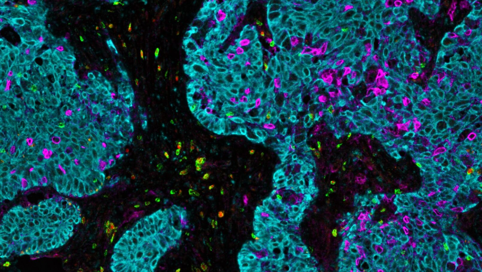 免疫荧光技术：原理、应用与实验指南