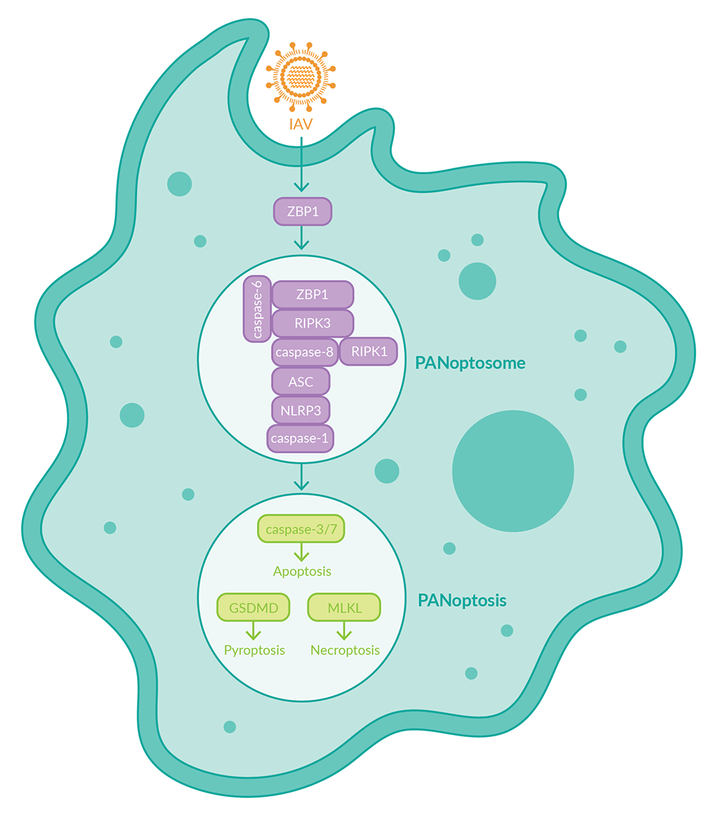 PANoptosis:整合三重死亡通路的炎症防御新机制 PANoptosis:整合三重死亡通路的炎症防御新机制