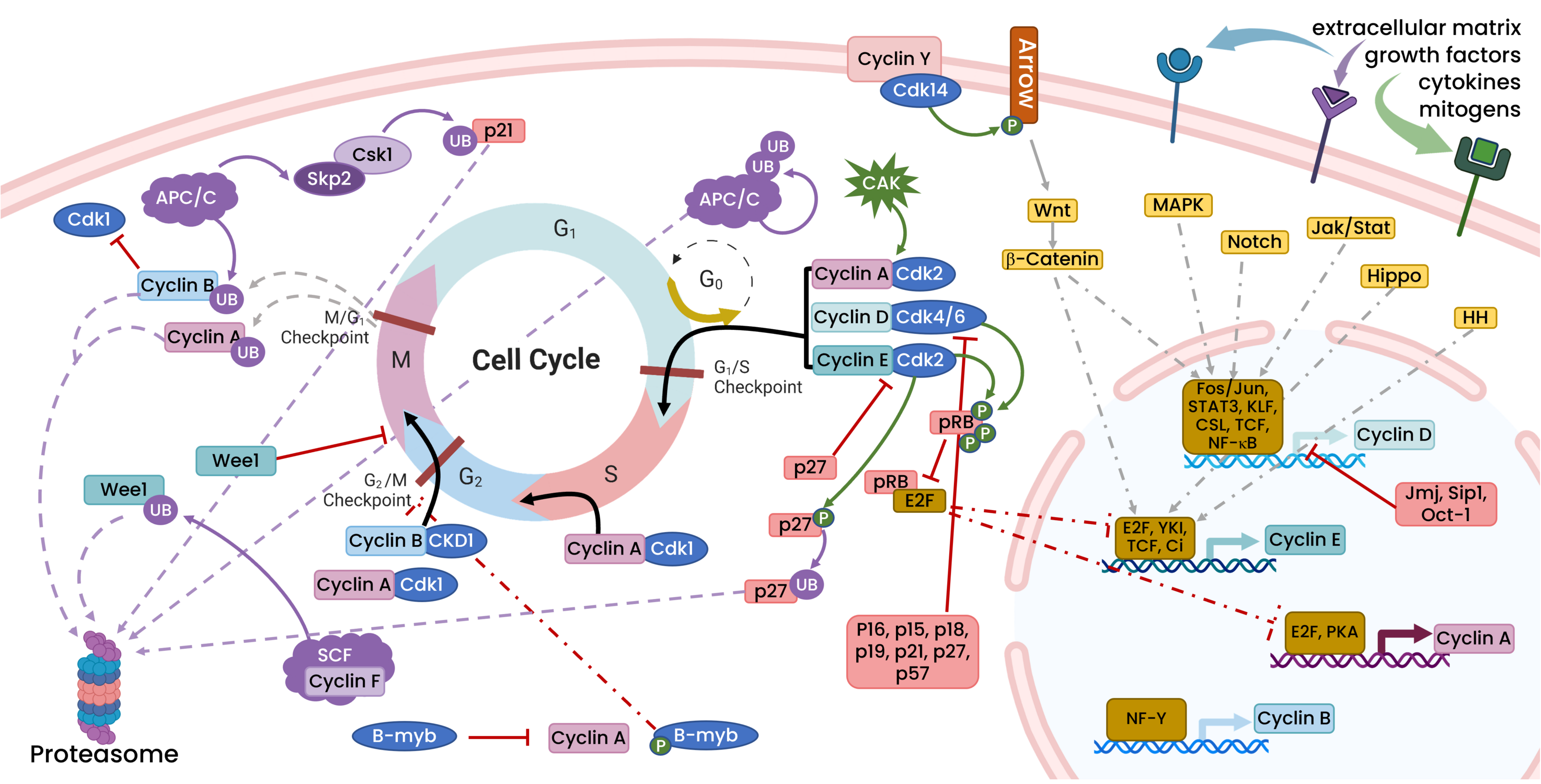 细胞周期：精密调控的细胞增殖通路