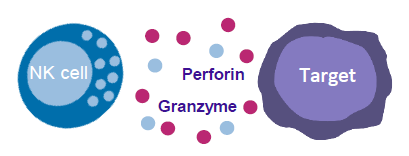 自然杀伤细胞 NK:机制与应用 自然杀伤细胞 NK:机制与应用