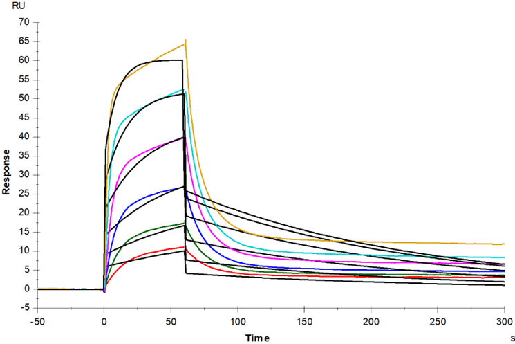 UA-MHC H-2D(b)/EGSRNQDWL gp100四聚体-APC标记在抗原特异性T细胞检测中的应用