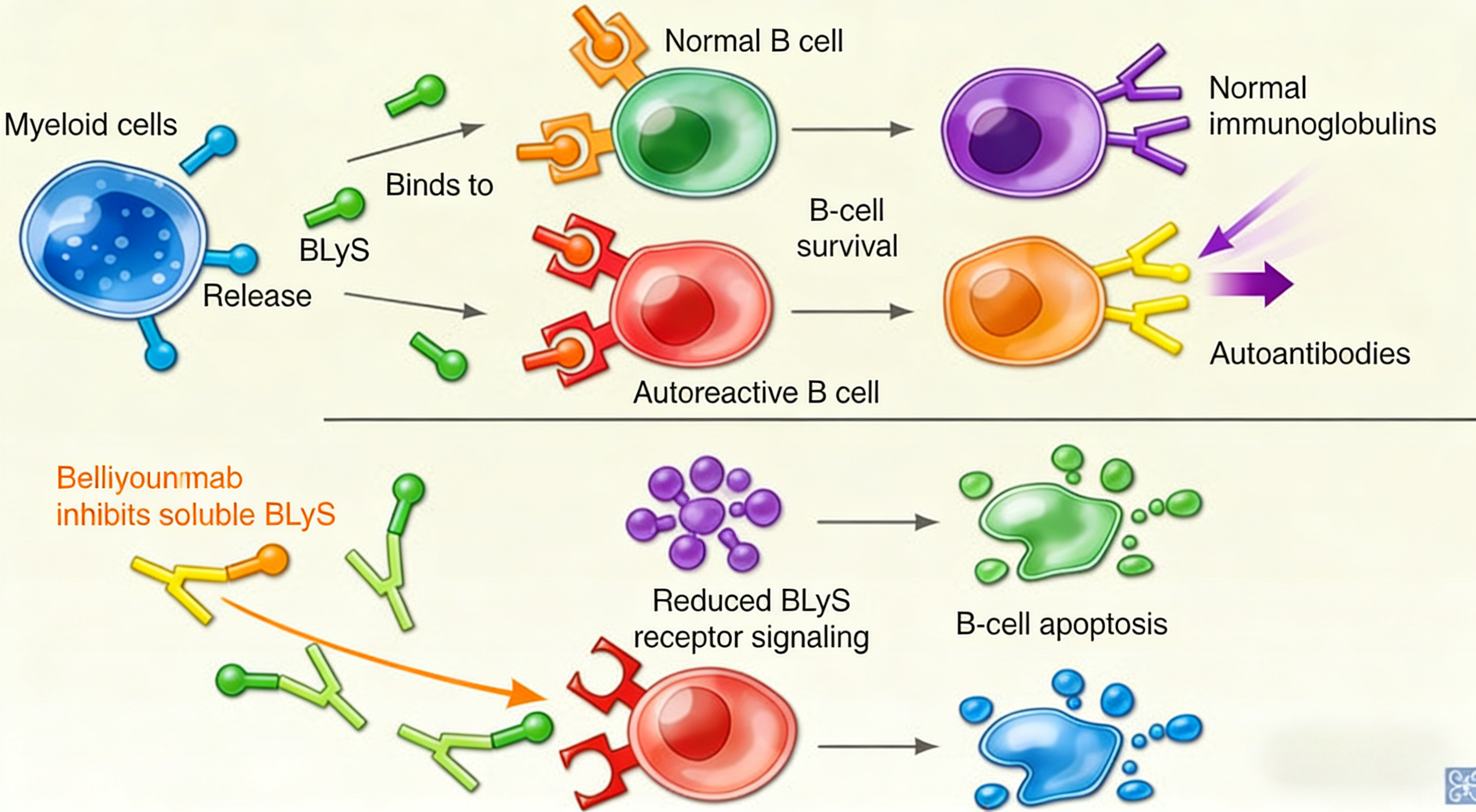 BAFF蛋白在自身免疫性疾病中的作用机制研究