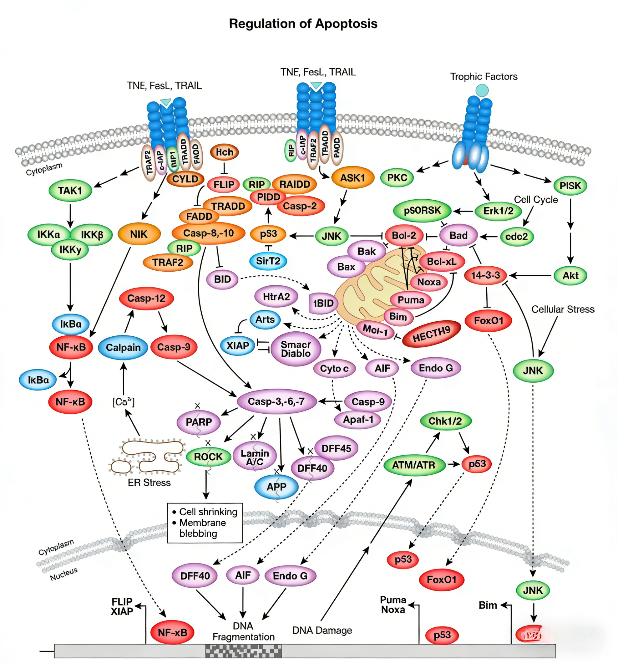 UA-MHC H-2K(b)/SVYDFFVWL TRP2四聚体-APC标记在抗原特异性T细胞检测中的应用