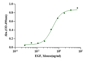 EGF蛋白的生物学特性与应用研究进展