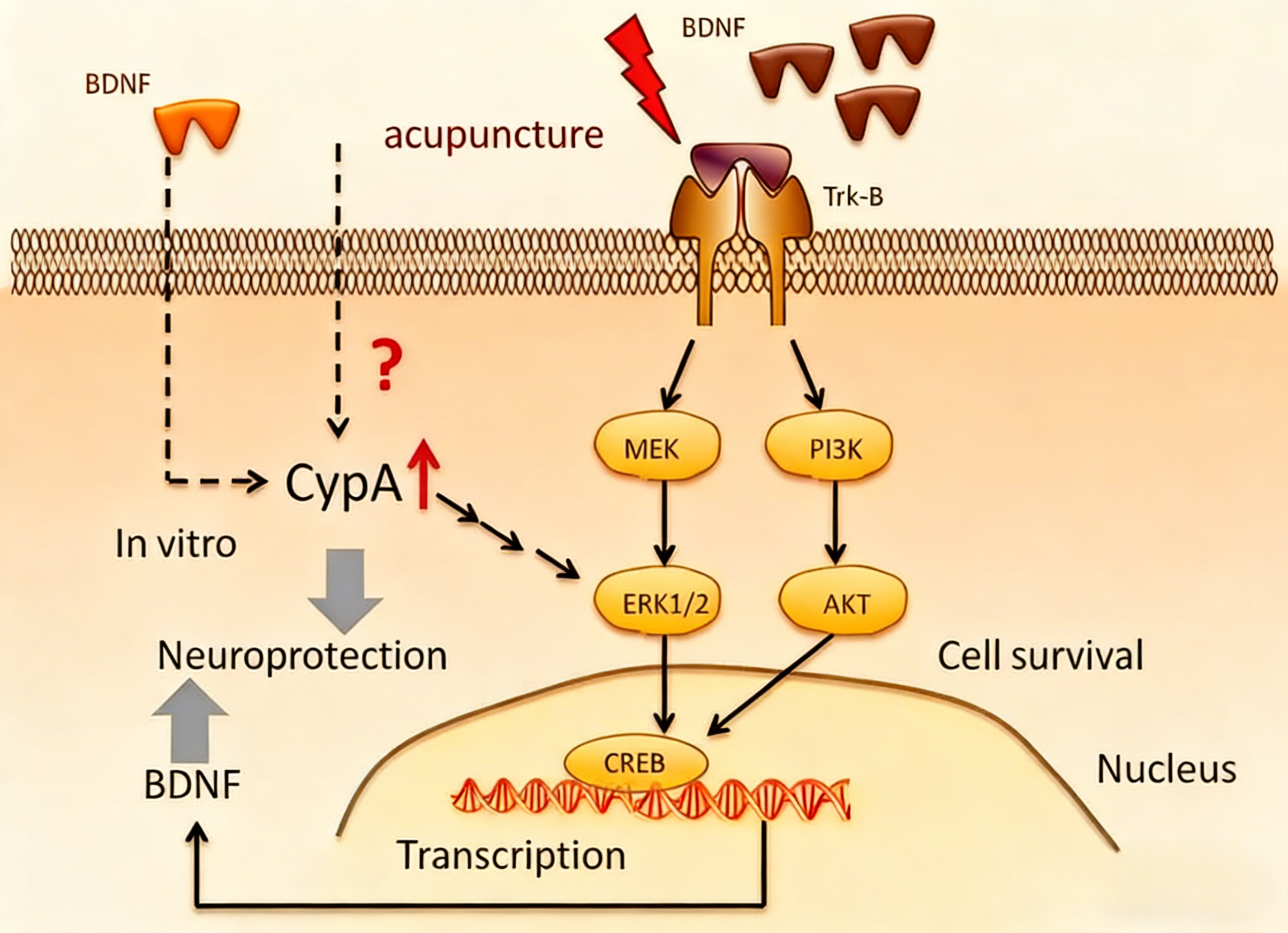 BDNF蛋白在针刺神经保护作用中的机制研究
