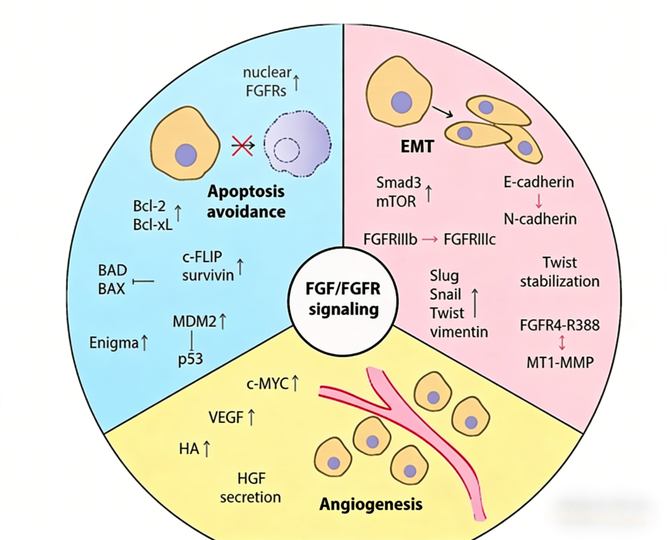 FGF-basic蛋白的结构特征与生物学功能研究