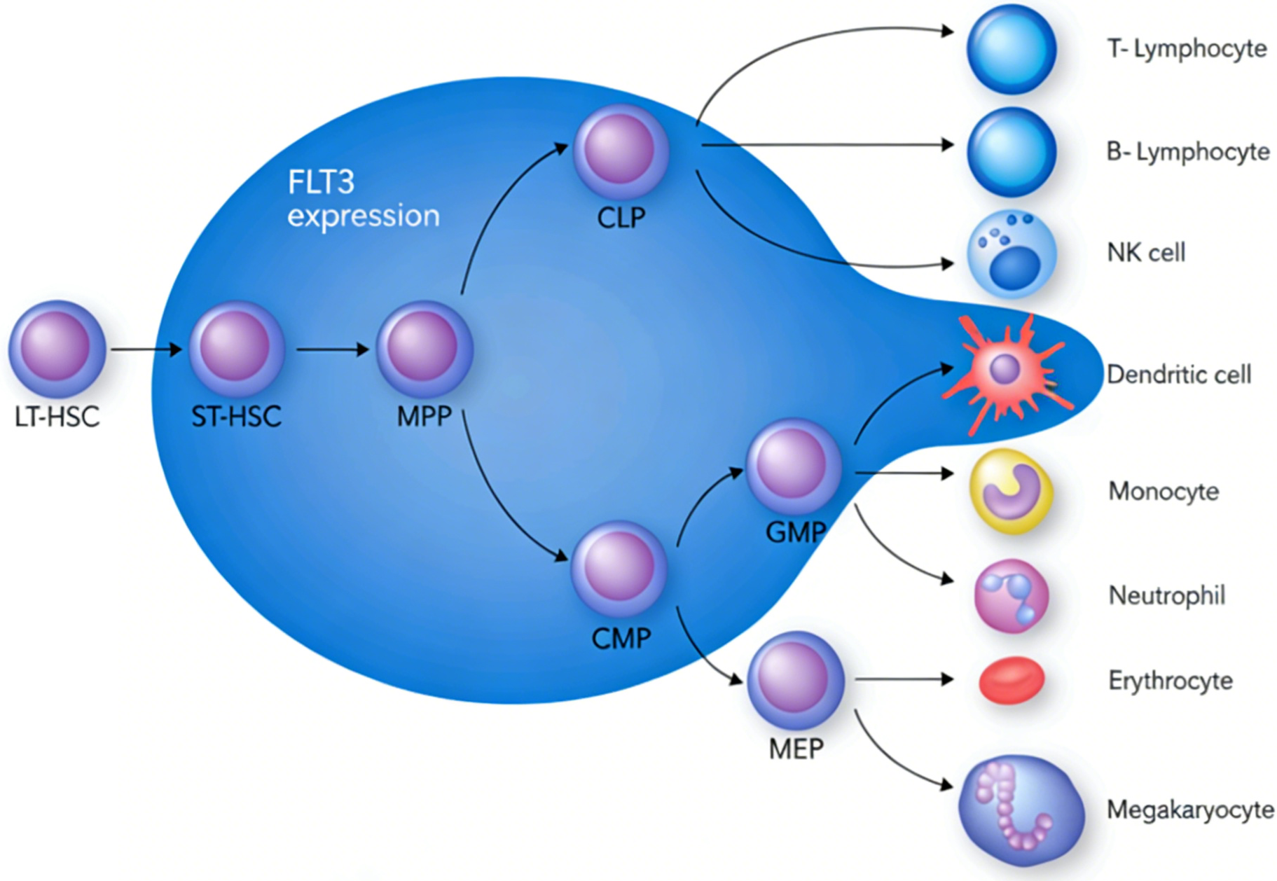 FLT-3L蛋白在急性髓系白血病FLT3突变研究中的意义