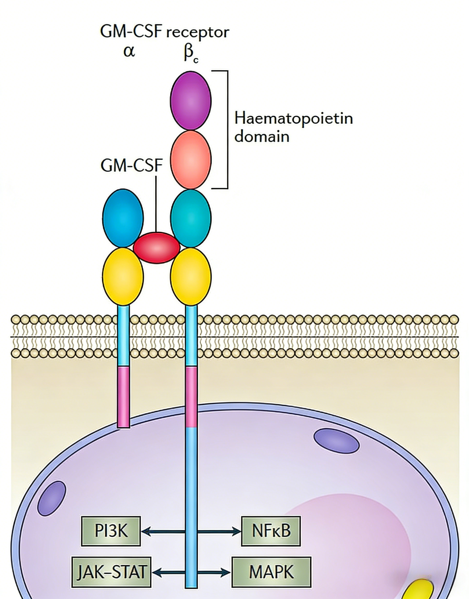 GM-CSF蛋白在炎症风暴中的作用机制与研究进展