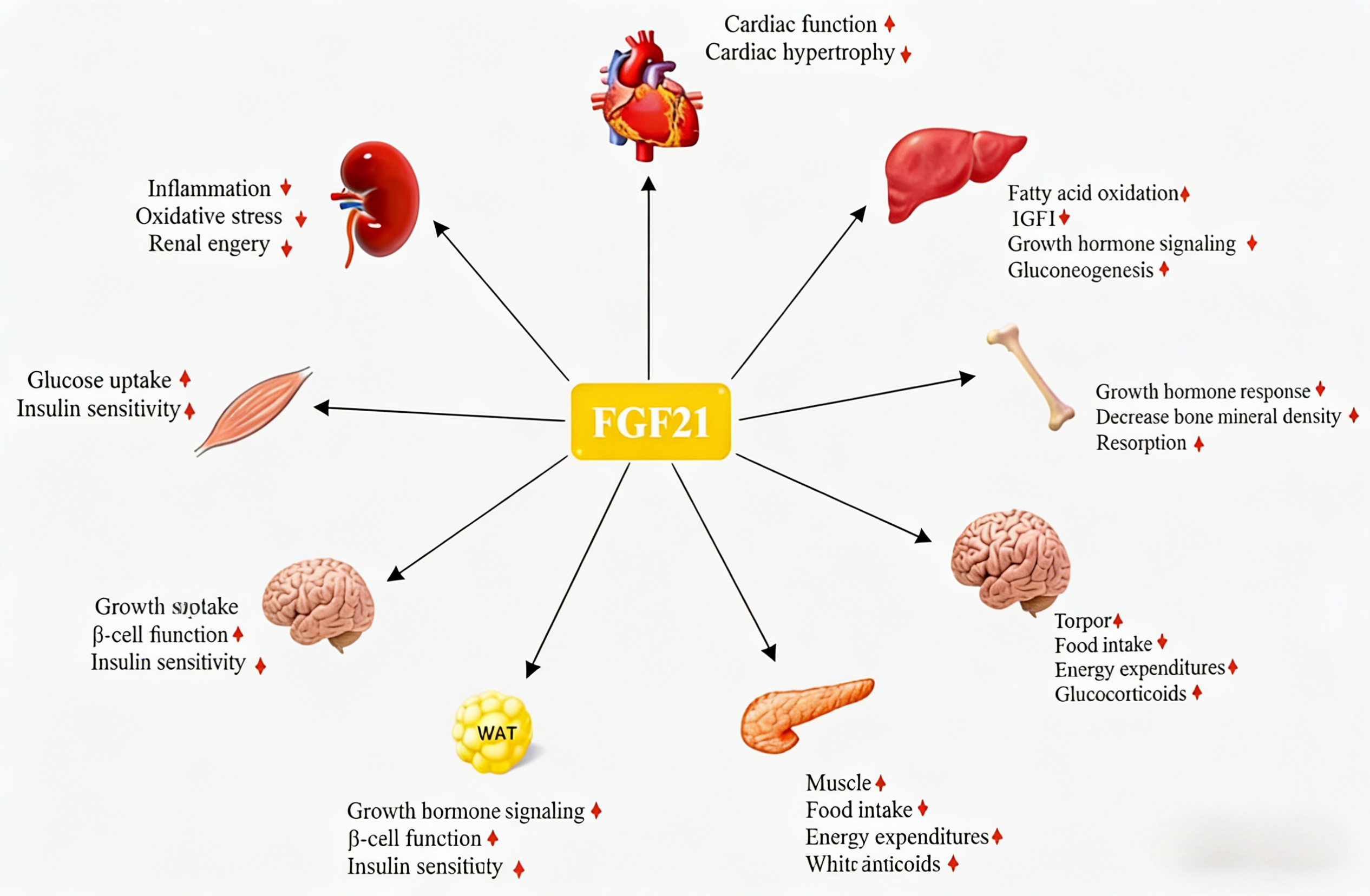 FGF-21蛋白的代谢调控机制与临床转化前景