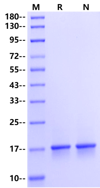 FGF-10蛋白的结构特征与生物学功能研究进展