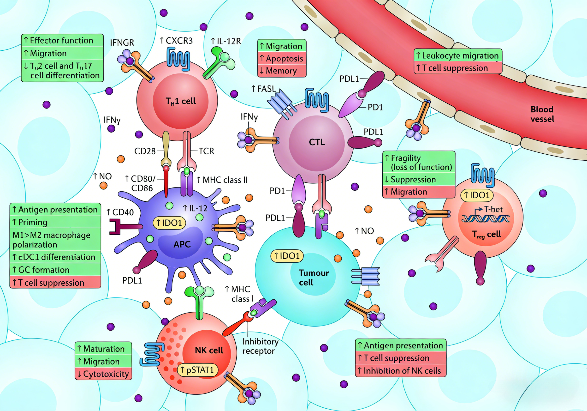 IFN-γ蛋白在肿瘤免疫中的双重作用机制研究