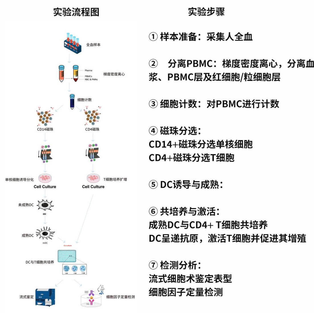 单核来源树突状细胞的分离培养全攻略