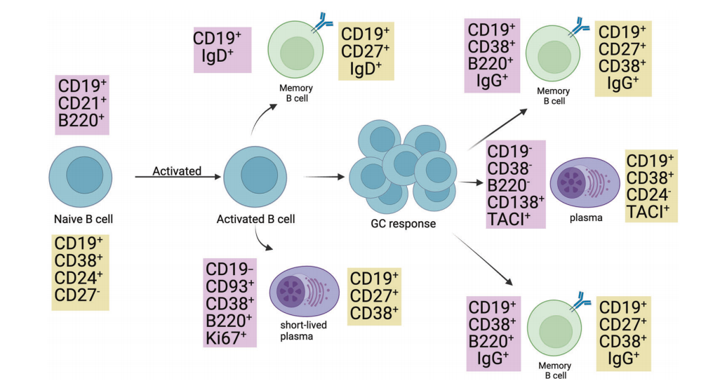 CD19 NanoBeads 科普｜人 B 细胞高效分选