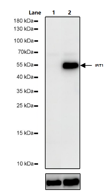 IFN-α4蛋白的生物学特征与抗病毒功能研究