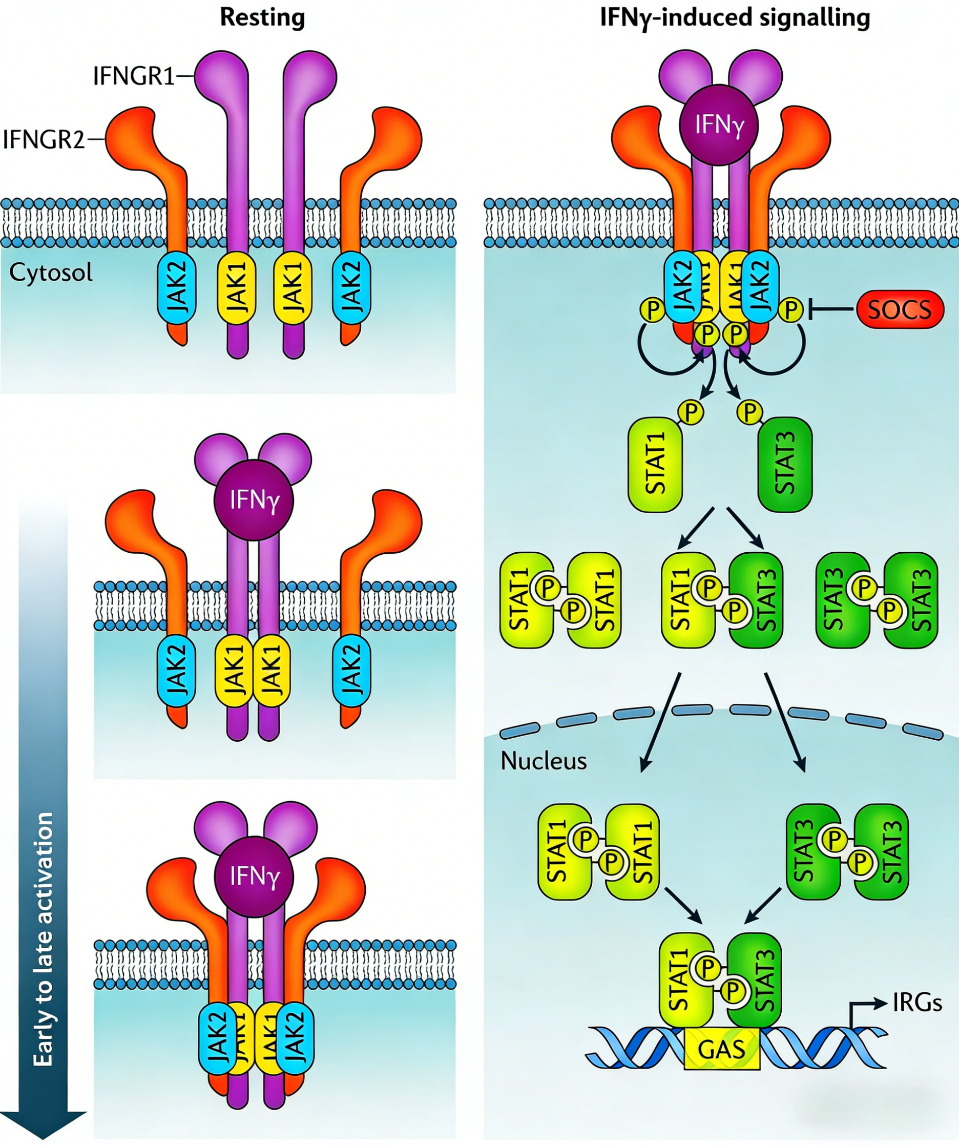 IFN-γ蛋白在CAR-T治疗中的双重作用研究