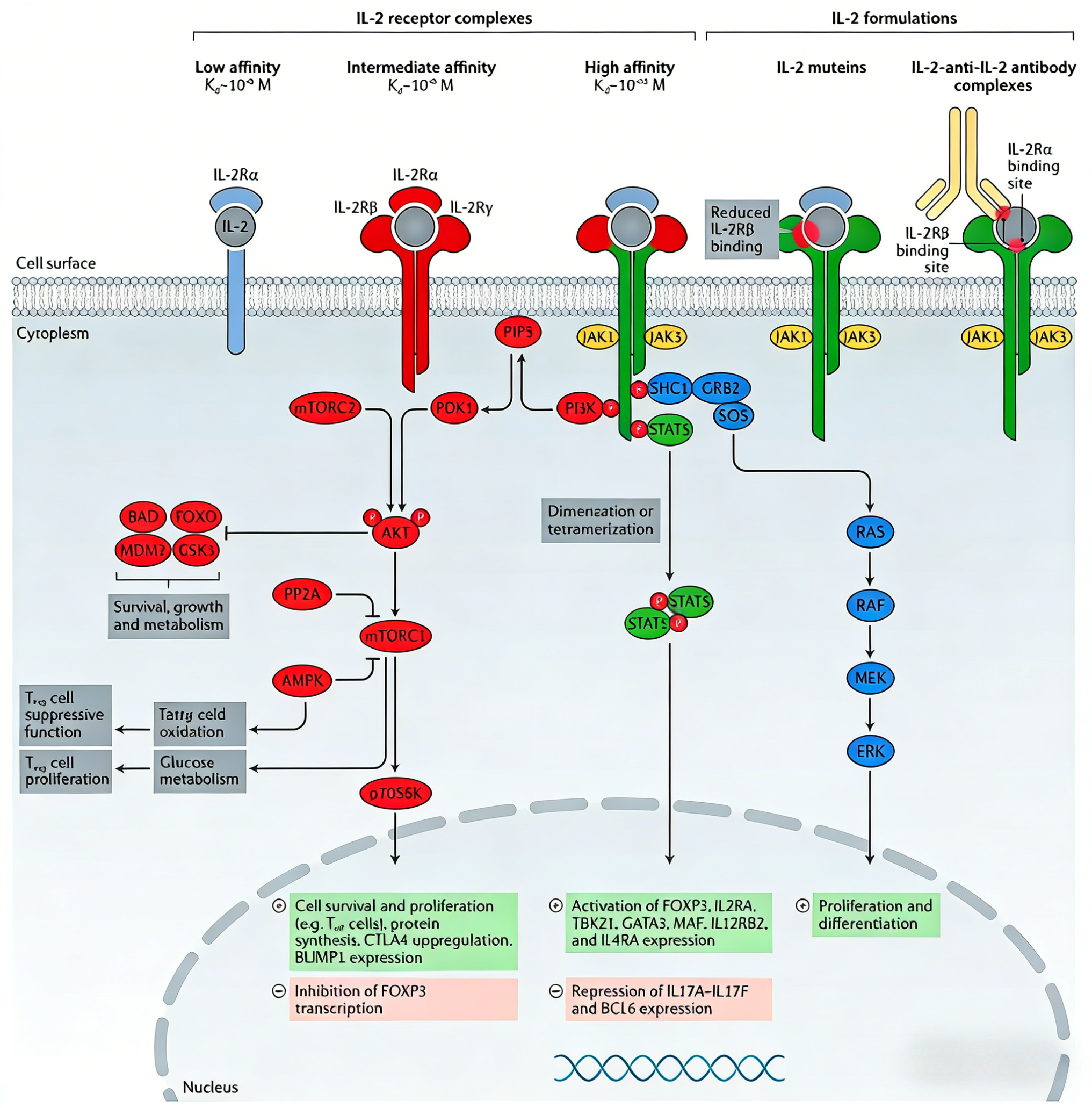 IL-2蛋白的生物学特征与临床应用研究