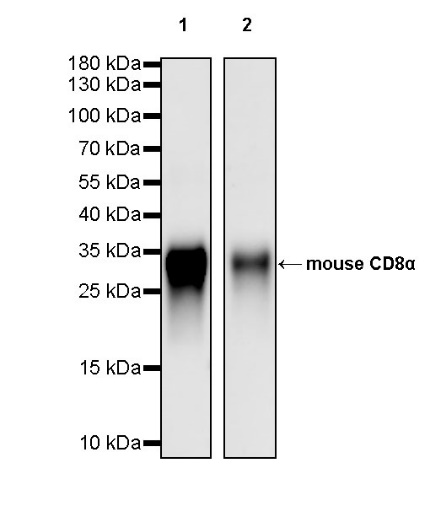 CD8α 科普：杀伤性 T 细胞核心标志物与小鼠体内功能抗体
