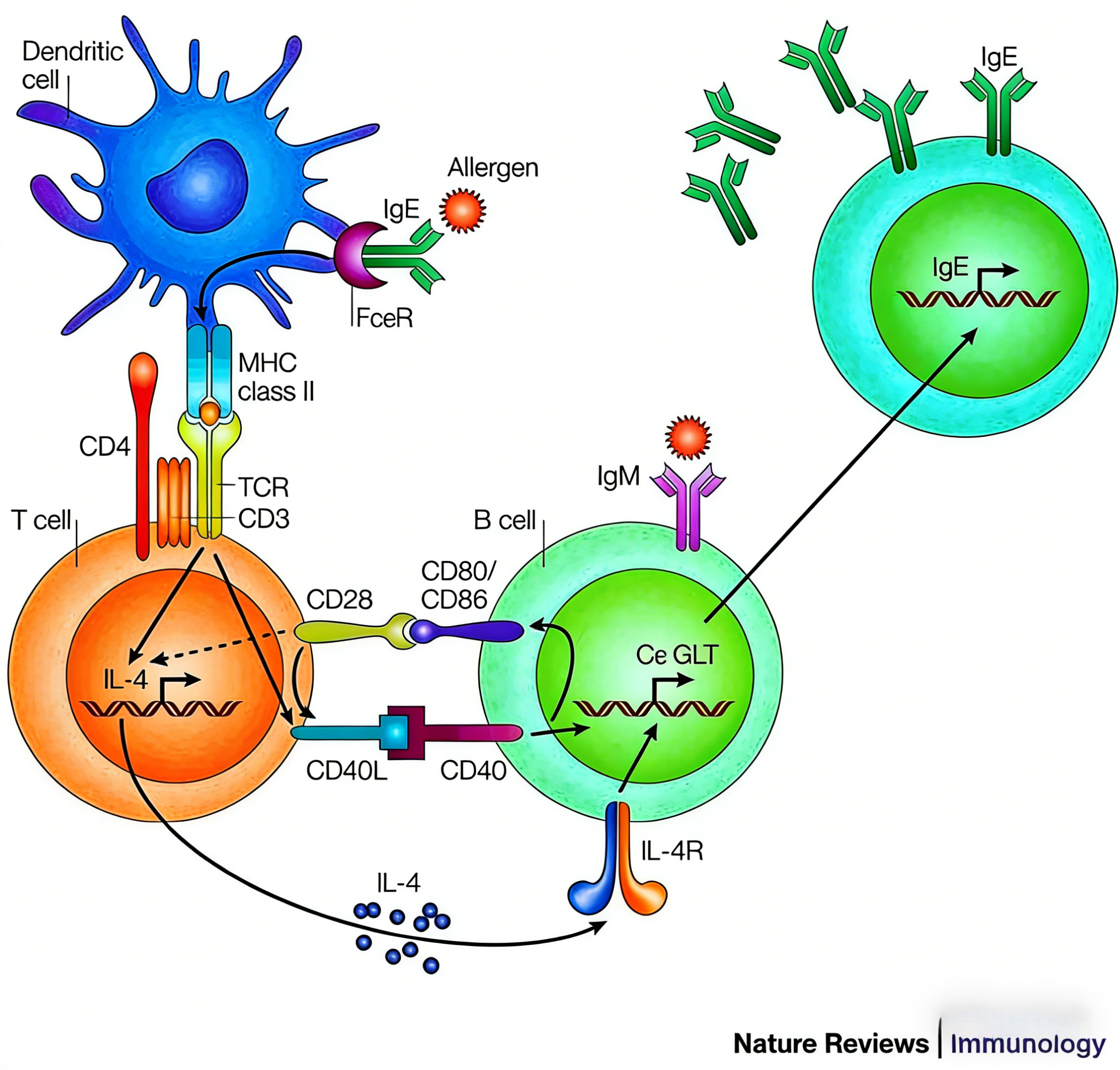 IL-4蛋白的免疫调节功能与临床应用研究