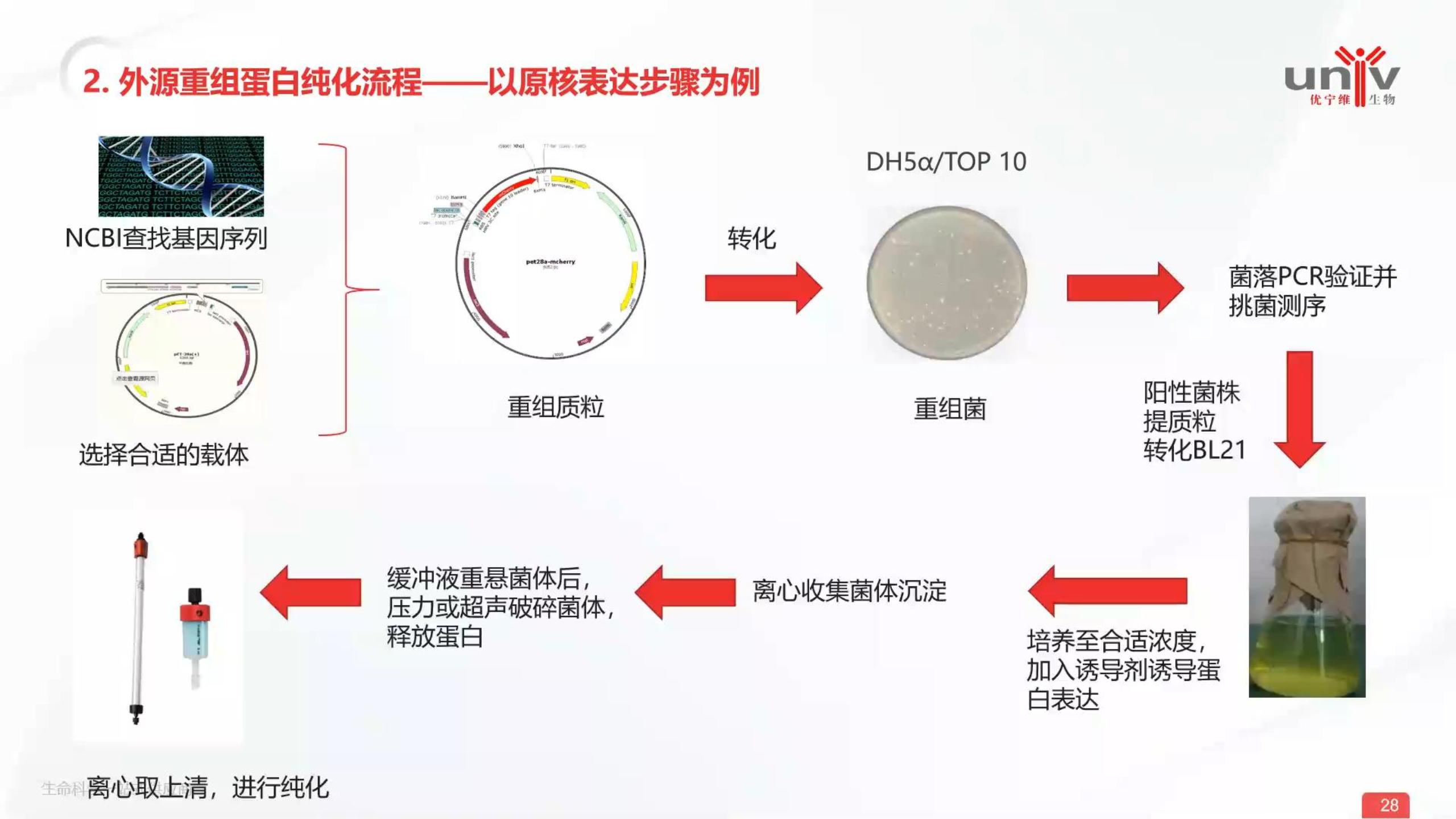 重组蛋白纯化流程