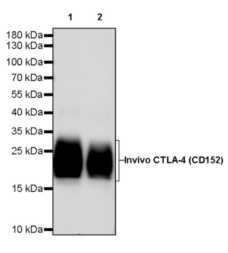 CTLA-4 科普：免疫检查点关键靶点与小鼠体内功能抗体推荐