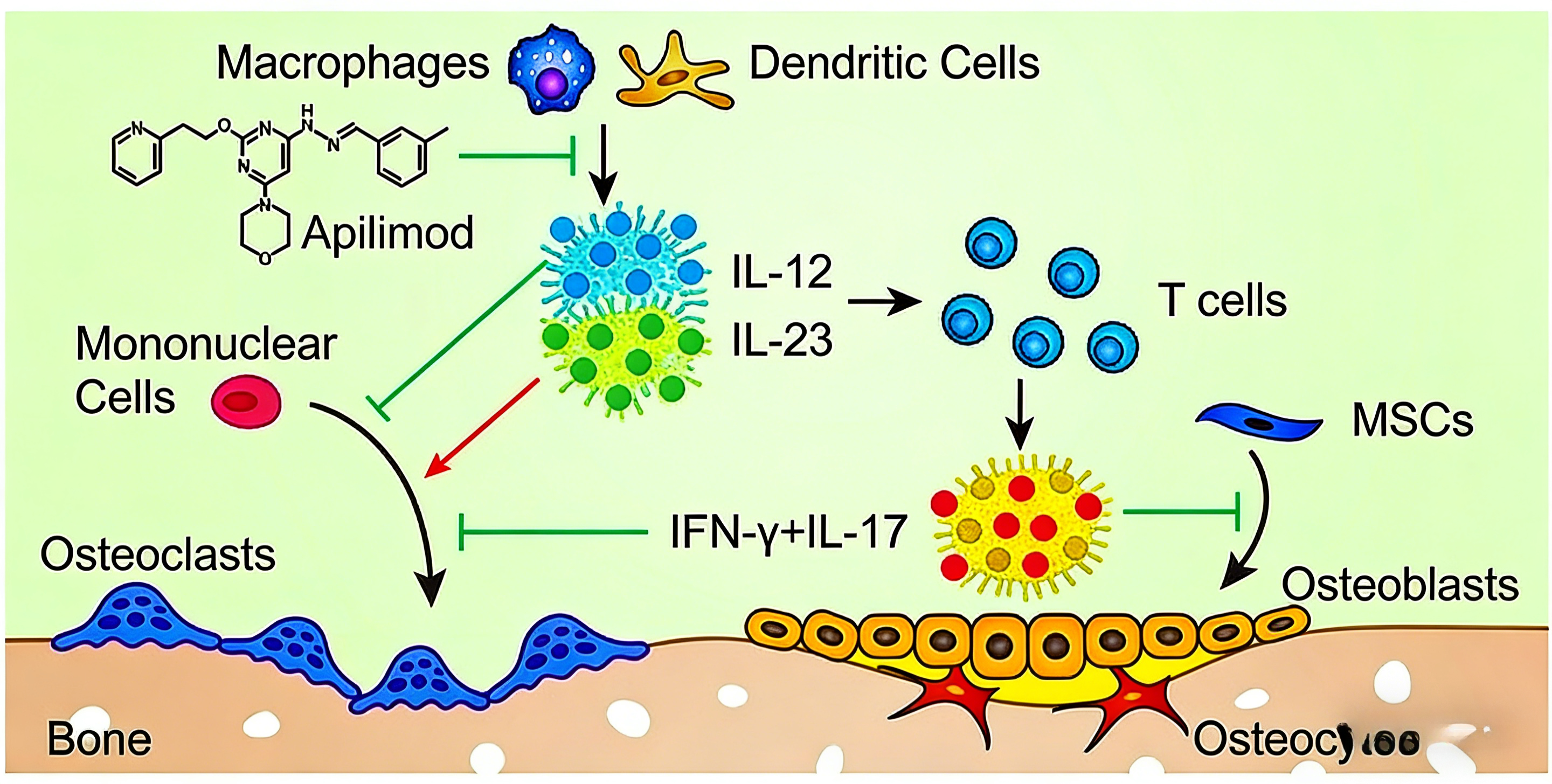 IL-3蛋白在造血调控与免疫应答中的作用机制
