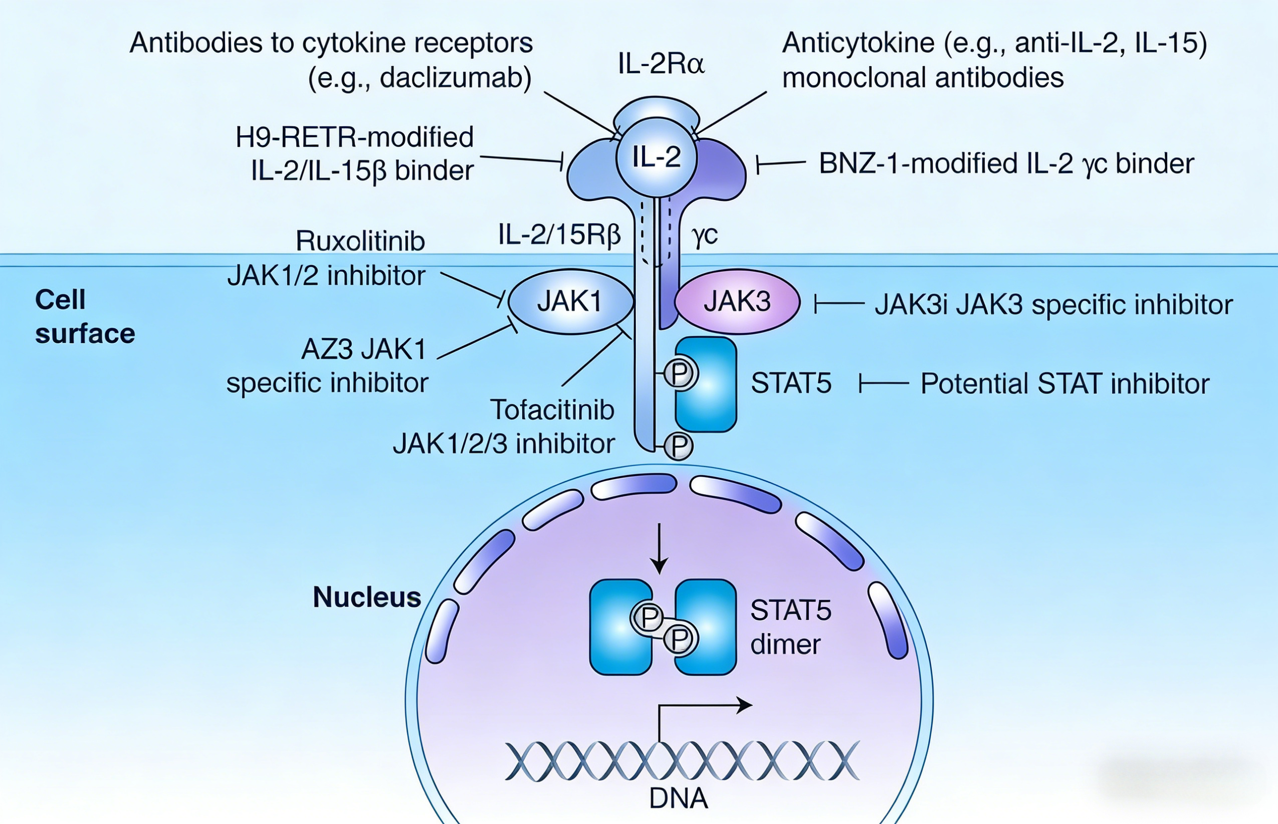 IL-2蛋白的位点特异性聚乙二醇化修饰及其免疫抑制效应研究