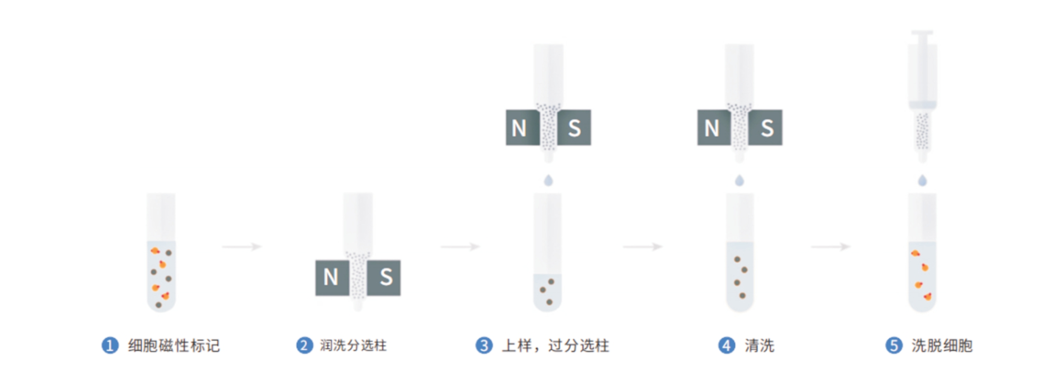 Starter 磁珠分选全科普：从流程到产品，一站式搞定细胞分选