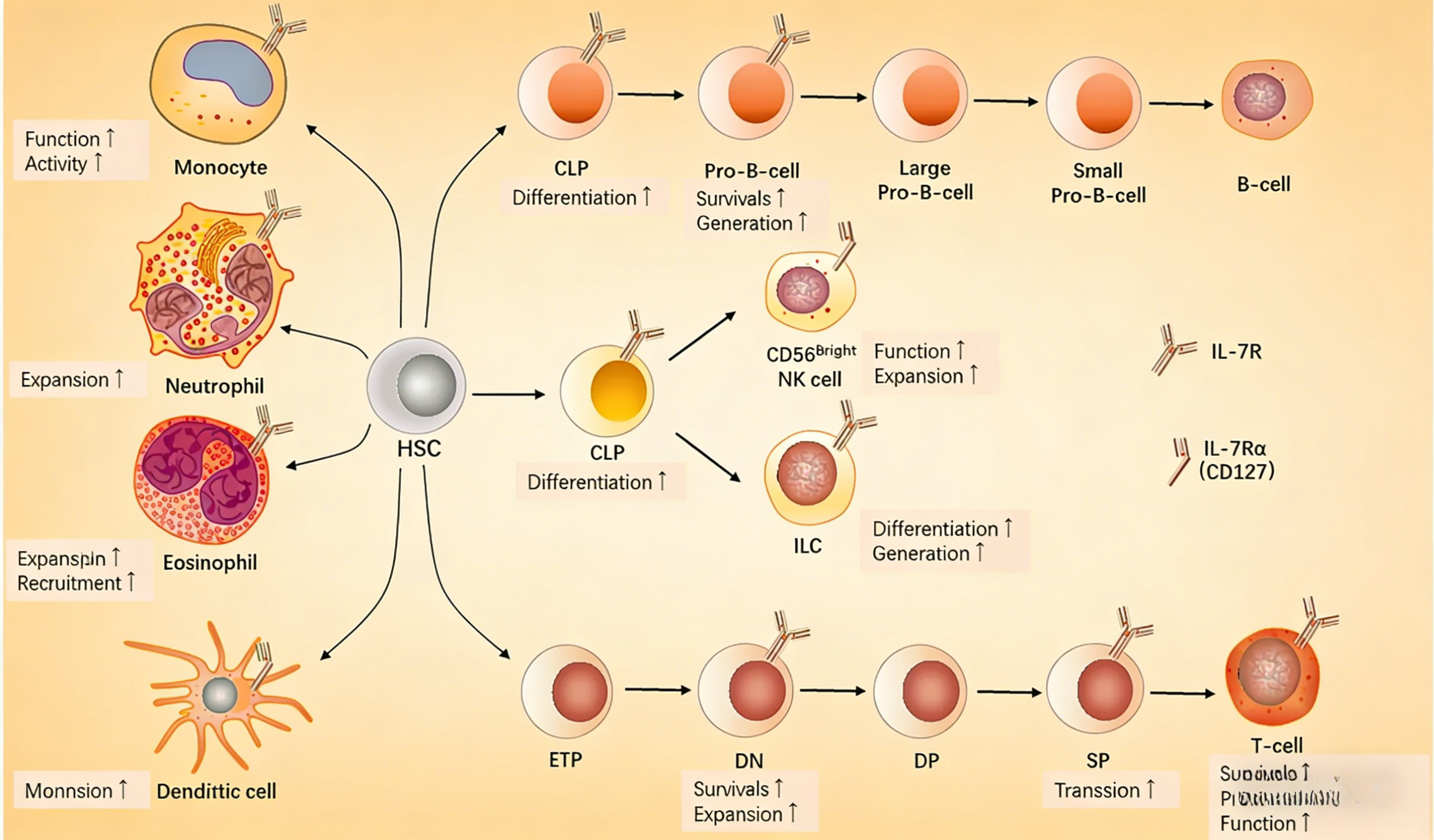 IL-7蛋白在脓毒症适应性免疫紊乱中的研究进展
