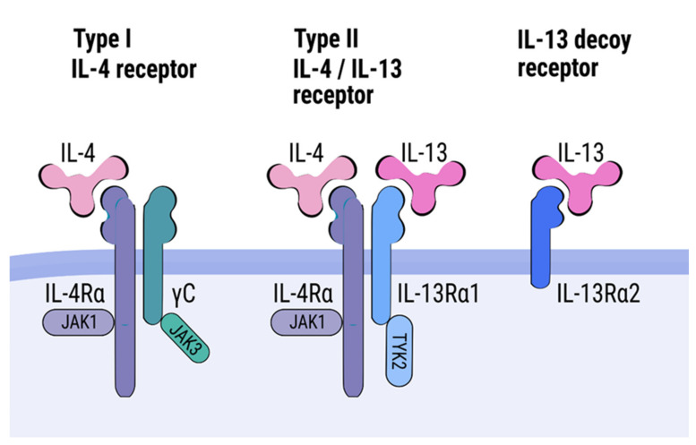 IL-13（白细胞介素 - 13）科普｜过敏、炎症与纤维化研究核心靶点